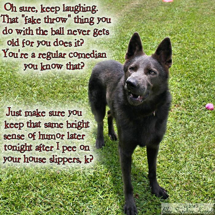 Hey Pandas, Post A Funny Picture Of Your Pet (Closed) Hey Pandas, Post A Funny Picture Of Your Pet (Closed)