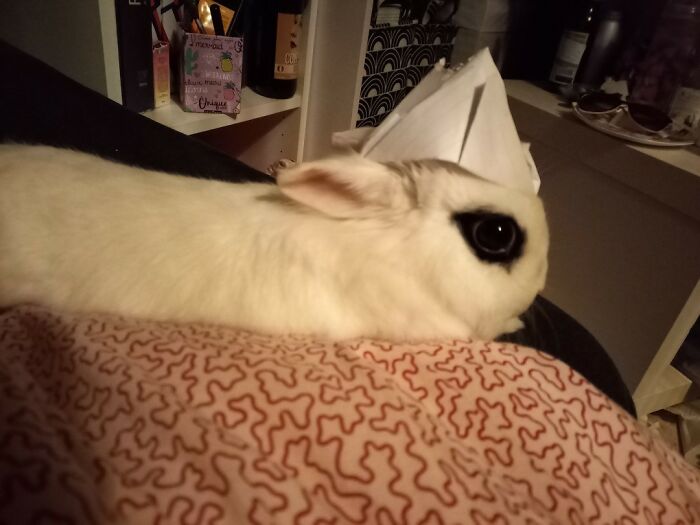 Hey Pandas, Post A Funny Picture Of Your Pet (Closed) Hey Pandas, Post A Funny Picture Of Your Pet (Closed)