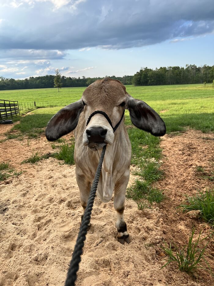 Hey Pandas, Post A Funny Picture Of Your Pet (Closed) Hey Pandas, Post A Funny Picture Of Your Pet (Closed)