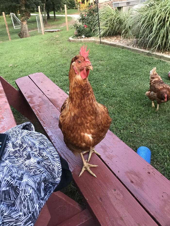 Hey Pandas, Post A Funny Picture Of Your Pet (Closed) Hey Pandas, Post A Funny Picture Of Your Pet (Closed)