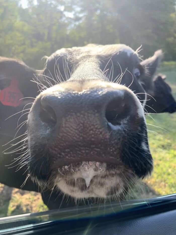 Hey Pandas, Post A Funny Picture Of Your Pet (Closed) Hey Pandas, Post A Funny Picture Of Your Pet (Closed)