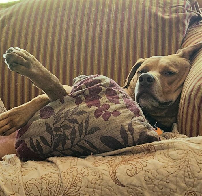 Hey Pandas, Post A Funny Picture Of Your Pet (Closed) Hey Pandas, Post A Funny Picture Of Your Pet (Closed)