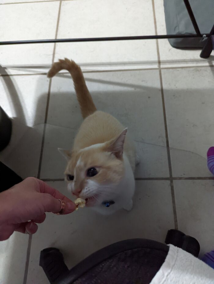 Hey Pandas, Post A Funny Picture Of Your Pet (Closed) Hey Pandas, Post A Funny Picture Of Your Pet (Closed)