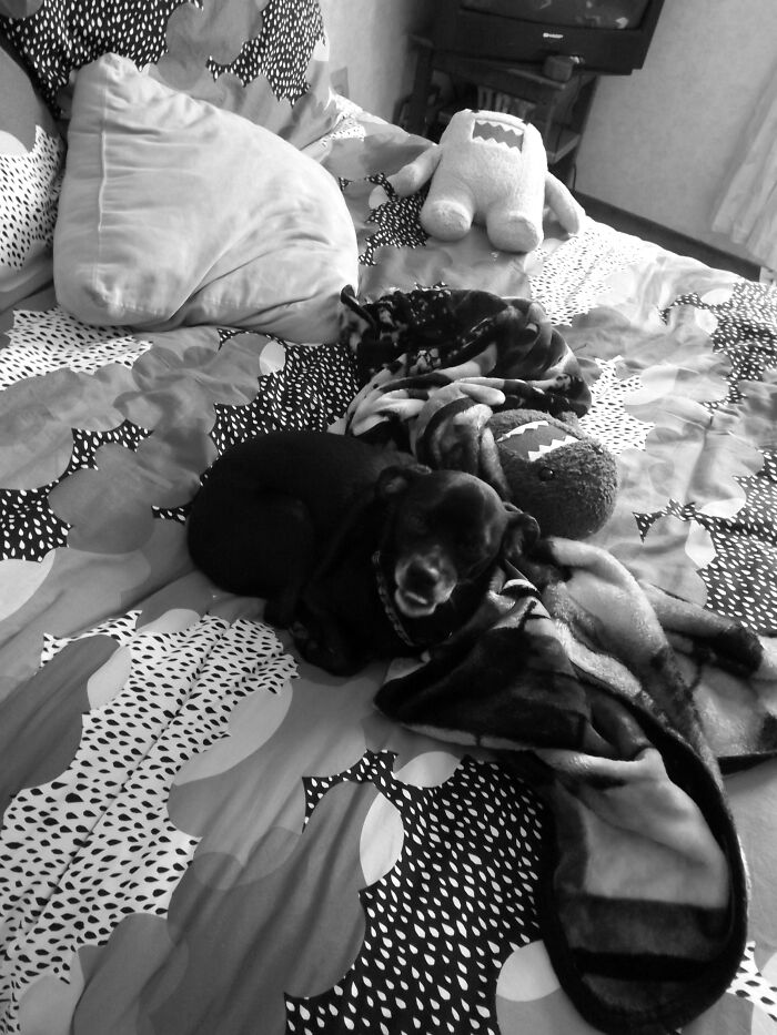 Hey Pandas, Post A Funny Picture Of Your Pet (Closed) Hey Pandas, Post A Funny Picture Of Your Pet (Closed)