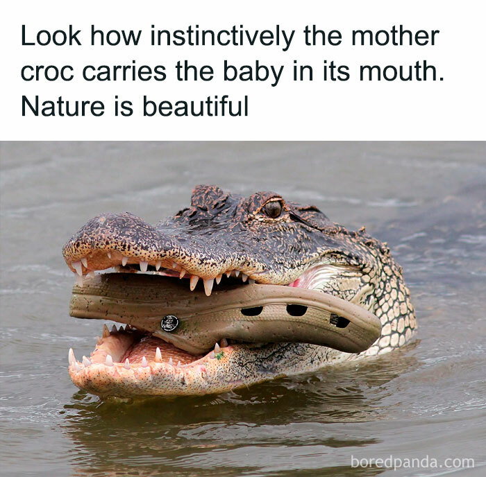 30 Of The Funniest Animal Memes To Make Your Day, As Seen On This Instagram Page 30 Of The Funniest Animal Memes To Make Your Day, As Seen On This Instagram Page