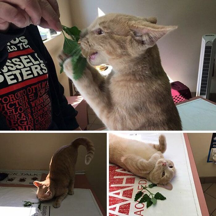 I Collected 9 Moments Of Cats Having Catnip And Cat.exe Crashing Right Afterwards I Collected 9 Moments Of Cats Having Catnip And Cat.exe Crashing Right Afterwards