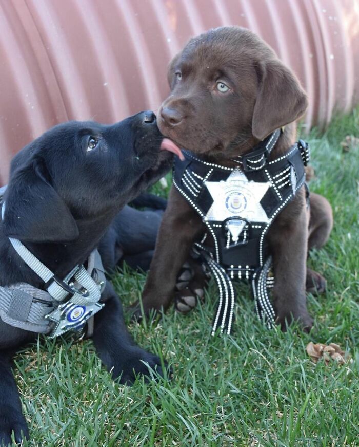 K9 Puppy Melts Hearts By Dozing Off During Swearing-In Ceremony K9 Puppy Melts Hearts By Dozing Off During Swearing-In Ceremony