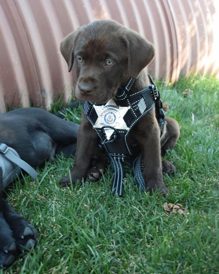 K9 Puppy Melts Hearts By Dozing Off During Swearing-In Ceremony K9 Puppy Melts Hearts By Dozing Off During Swearing-In Ceremony