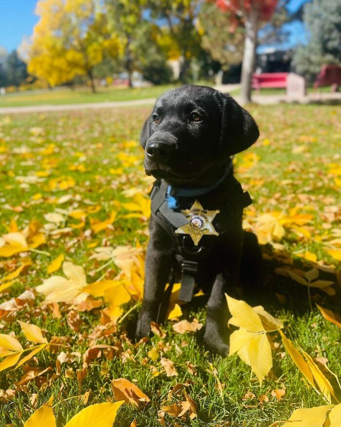 K9 Puppy Melts Hearts By Dozing Off During Swearing-In Ceremony K9 Puppy Melts Hearts By Dozing Off During Swearing-In Ceremony