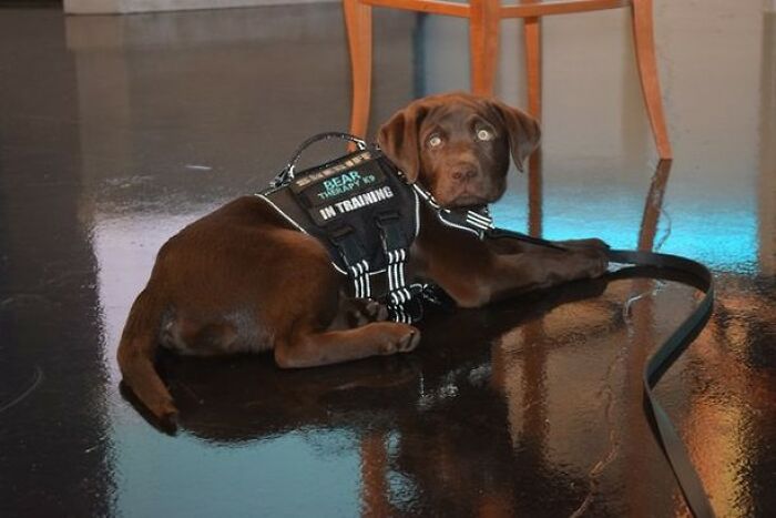 K9 Puppy Melts Hearts By Dozing Off During Swearing-In Ceremony K9 Puppy Melts Hearts By Dozing Off During Swearing-In Ceremony