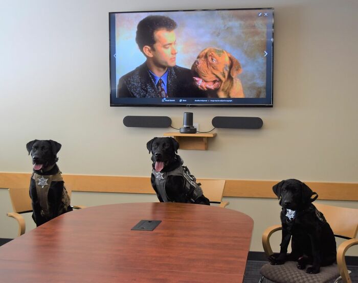 K9 Puppy Melts Hearts By Dozing Off During Swearing-In Ceremony K9 Puppy Melts Hearts By Dozing Off During Swearing-In Ceremony