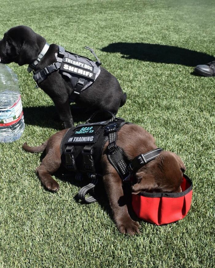 K9 Puppy Melts Hearts By Dozing Off During Swearing-In Ceremony K9 Puppy Melts Hearts By Dozing Off During Swearing-In Ceremony