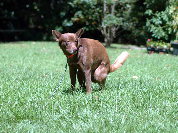 Neighbors Won’t Pick Up After Their Dog, Guy Enjoys Watching Them Losing Their Minds After His Revenge Neighbors Won’t Pick Up After Their Dog, Guy Enjoys Watching Them Losing Their Minds After His Revenge