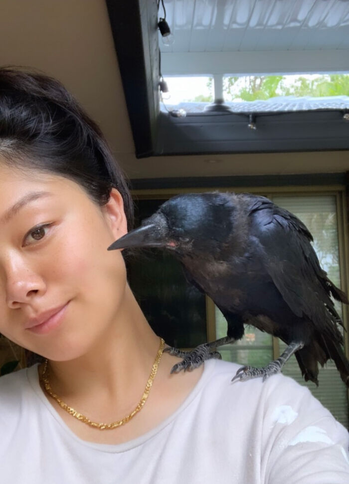 Extraordinary Tale Of A Rescued Baby Raven’s Affectionate Mornings With His New Mom Extraordinary Tale Of A Rescued Baby Raven’s Affectionate Mornings With His New Mom
