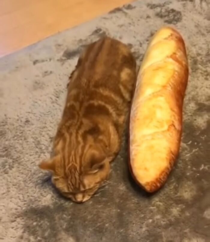 “Baguettes In Unusual Places”: 40 Confusing And Amusing Pics “Baguettes In Unusual Places”: 40 Confusing And Amusing Pics