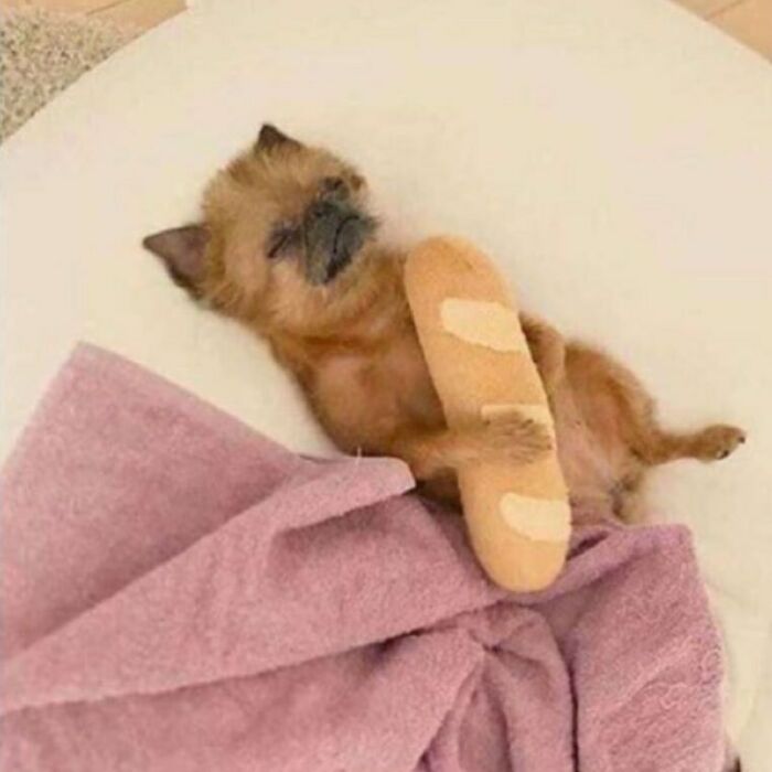 “Baguettes In Unusual Places”: 40 Confusing And Amusing Pics “Baguettes In Unusual Places”: 40 Confusing And Amusing Pics