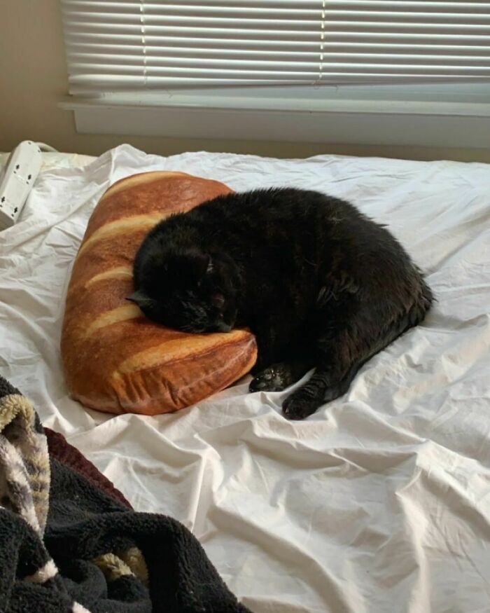 “Baguettes In Unusual Places”: 40 Confusing And Amusing Pics “Baguettes In Unusual Places”: 40 Confusing And Amusing Pics