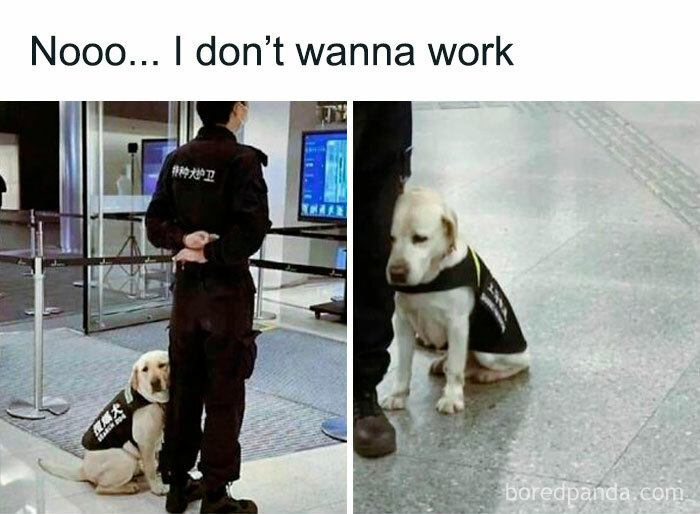 50 Memezar Memes That Are Hilariously Relatable 50 Memezar Memes That Are Hilariously Relatable