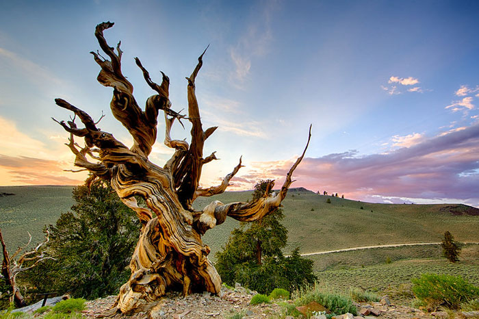 27 Oldest Trees In The World No Lumberjack Should Touch 27 Oldest Trees In The World No Lumberjack Should Touch