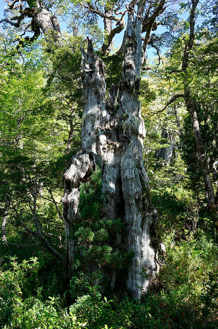 27 Oldest Trees In The World No Lumberjack Should Touch 27 Oldest Trees In The World No Lumberjack Should Touch