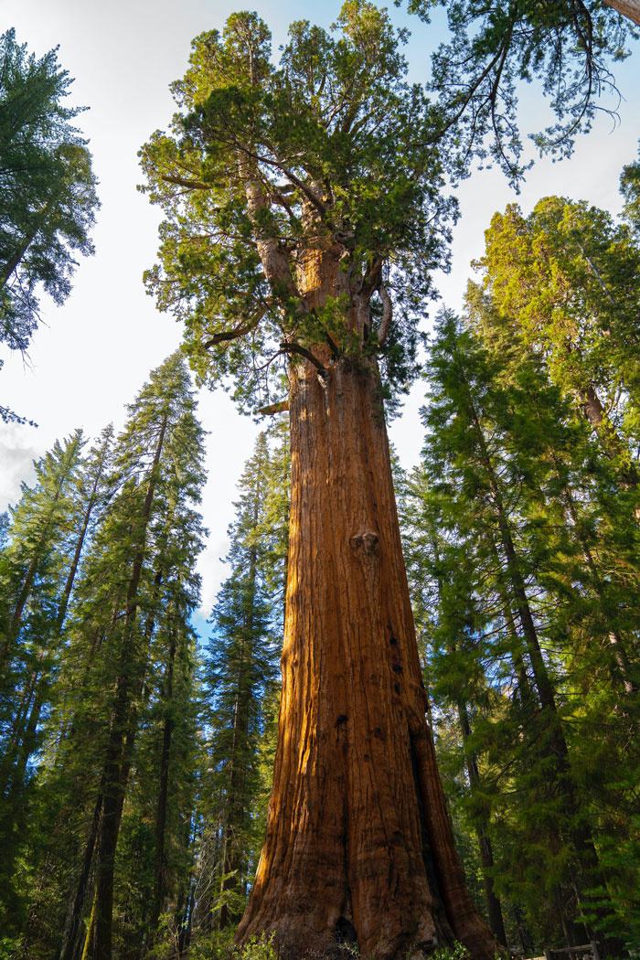 27 Oldest Trees In The World No Lumberjack Should Touch 27 Oldest Trees In The World No Lumberjack Should Touch