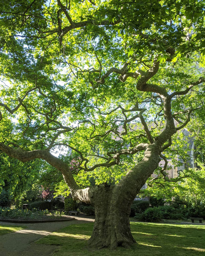 27 Oldest Trees In The World No Lumberjack Should Touch 27 Oldest Trees In The World No Lumberjack Should Touch