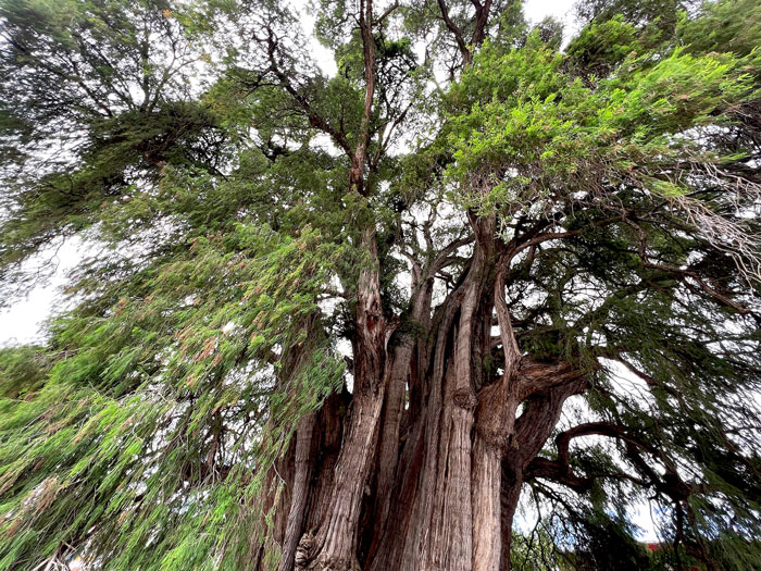 27 Oldest Trees In The World No Lumberjack Should Touch 27 Oldest Trees In The World No Lumberjack Should Touch