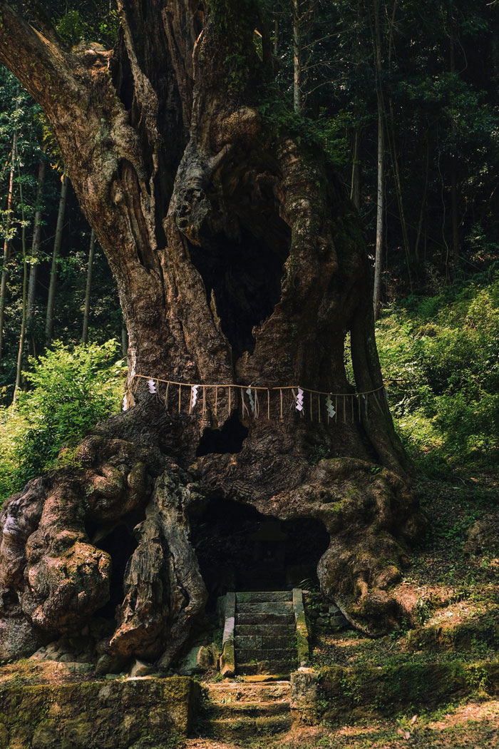 27 Oldest Trees In The World No Lumberjack Should Touch 27 Oldest Trees In The World No Lumberjack Should Touch