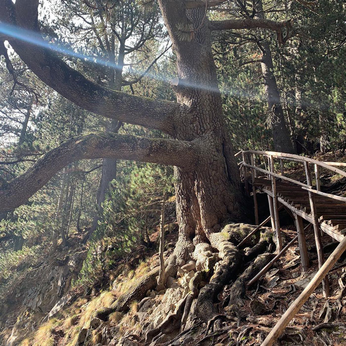 27 Oldest Trees In The World No Lumberjack Should Touch 27 Oldest Trees In The World No Lumberjack Should Touch