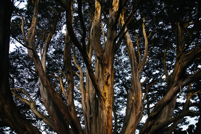 27 Oldest Trees In The World No Lumberjack Should Touch 27 Oldest Trees In The World No Lumberjack Should Touch