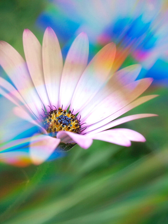 I Create Rainbow-Infused Photography Without The Use Of Photoshop (15 Pics) I Create Rainbow-Infused Photography Without The Use Of Photoshop (15 Pics)