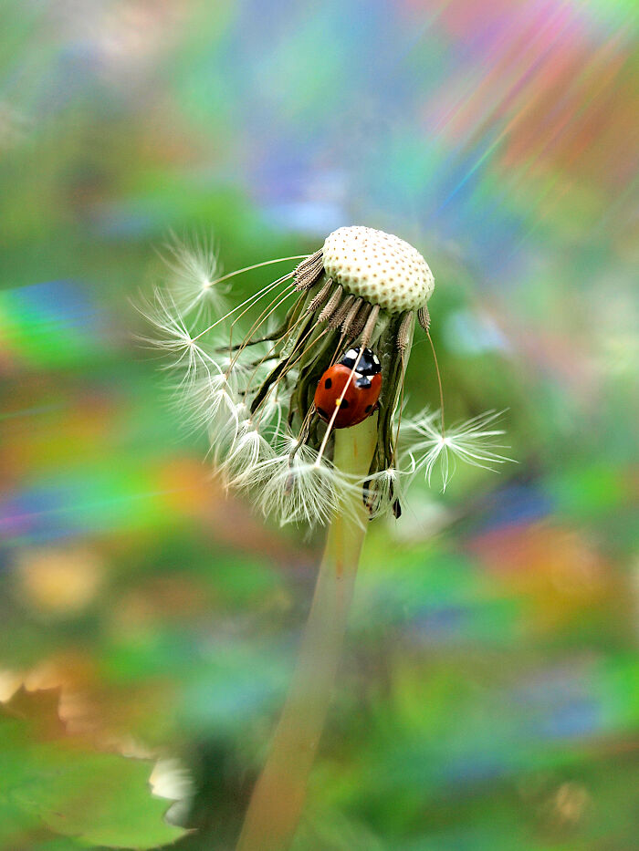 I Create Rainbow-Infused Photography Without The Use Of Photoshop (15 Pics) I Create Rainbow-Infused Photography Without The Use Of Photoshop (15 Pics)