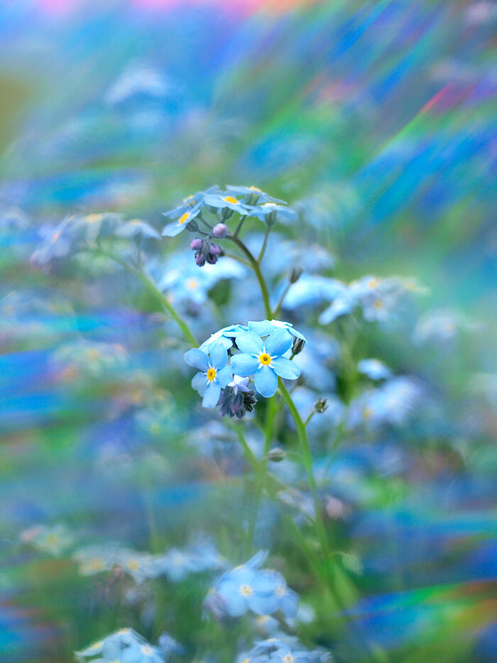 I Create Rainbow-Infused Photography Without The Use Of Photoshop (15 Pics) I Create Rainbow-Infused Photography Without The Use Of Photoshop (15 Pics)