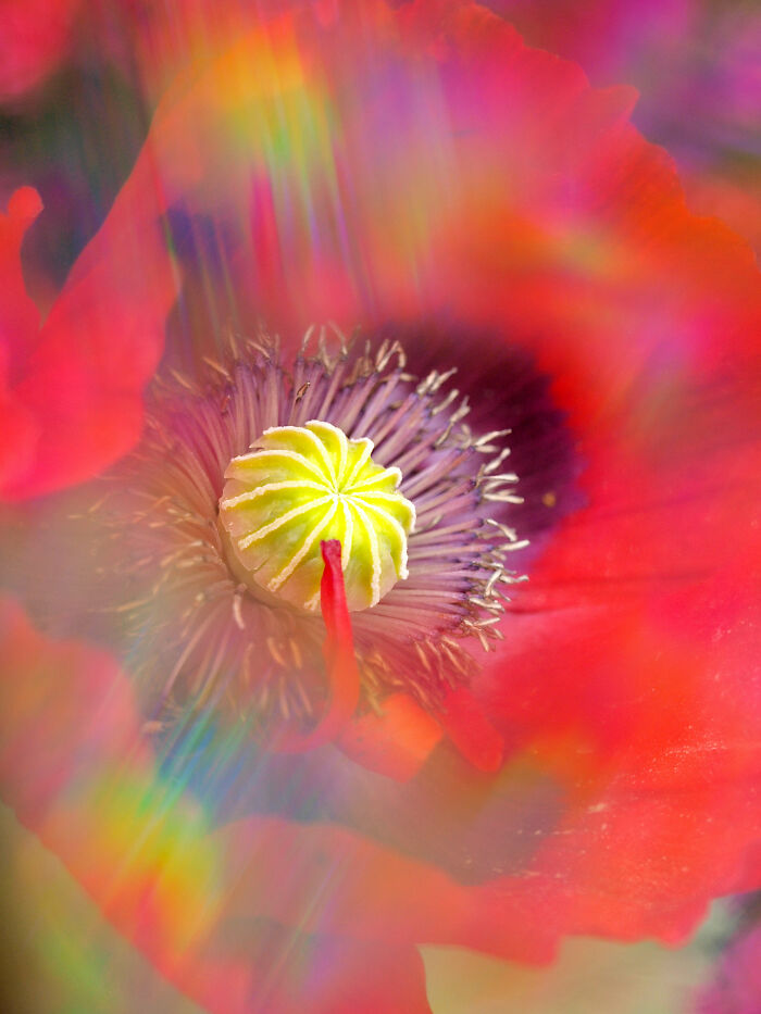 I Create Rainbow-Infused Photography Without The Use Of Photoshop (15 Pics) I Create Rainbow-Infused Photography Without The Use Of Photoshop (15 Pics)