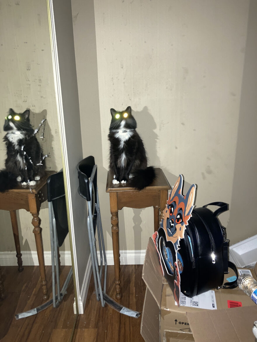 Hey Pandas, Post The Most Cursed Image You Can Find (Closed) Hey Pandas, Post The Most Cursed Image You Can Find (Closed)