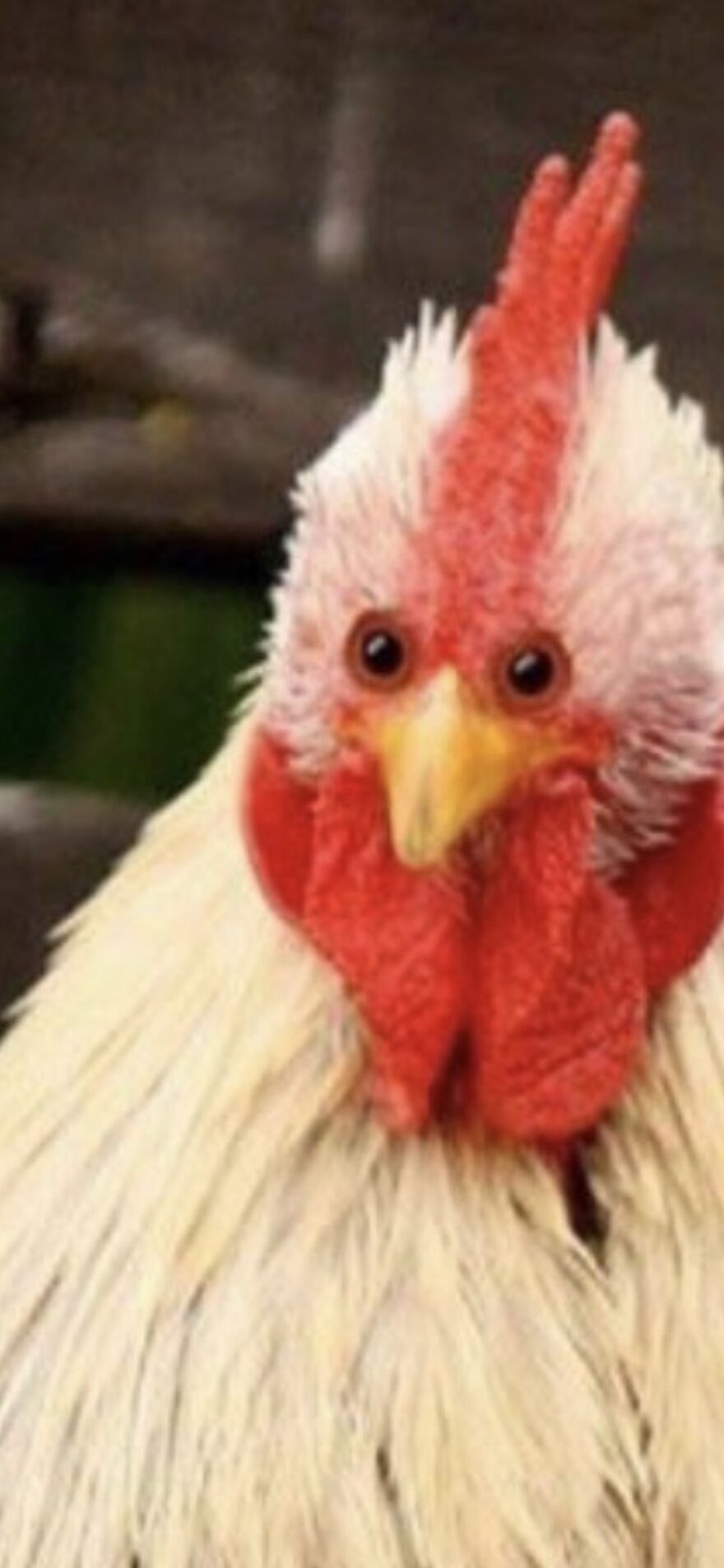 Hey Pandas, Post The Most Cursed Image You Can Find (Closed) Hey Pandas, Post The Most Cursed Image You Can Find (Closed)