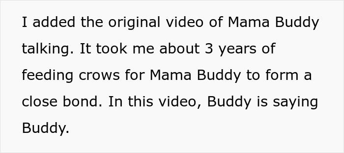 Woman Befriends Crow For Over 3 Years Until One Day She Brings Her Babies To Their Regular Hangout Woman Befriends Crow For Over 3 Years Until One Day She Brings Her Babies To Their Regular Hangout