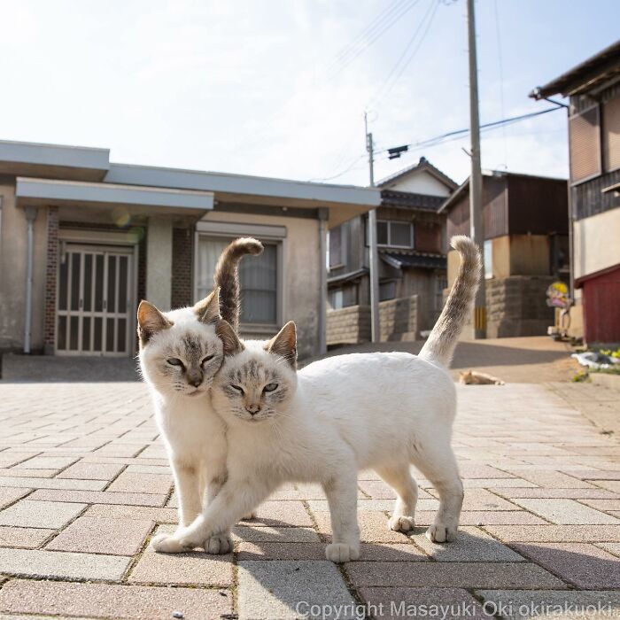 From Comical Grimaces To Surprising Poses, This Photographer Takes Quirky And Adorable Images Of Stray Cats Of Tokyo (56 New Pics)