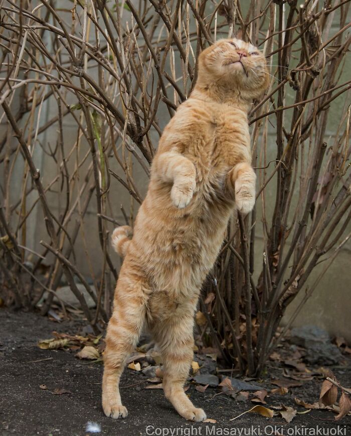 From Comical Grimaces To Surprising Poses, This Photographer Takes Quirky And Adorable Images Of Stray Cats Of Tokyo (56 New Pics) From Comical Grimaces To Surprising Poses, This Photographer Takes Quirky And Adorable Images Of Stray Cats Of Tokyo (56 New Pics)