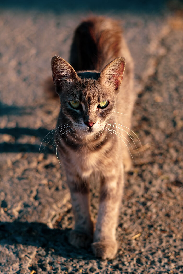 I Took 18 Photos Of Stray Cats Living In Limassol, Cyprus (New Pics) I Took 18 Photos Of Stray Cats Living In Limassol, Cyprus (New Pics)