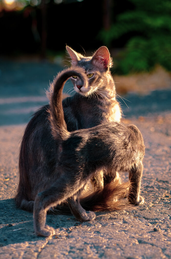 I Took 18 Photos Of Stray Cats Living In Limassol, Cyprus (New Pics) I Took 18 Photos Of Stray Cats Living In Limassol, Cyprus (New Pics)