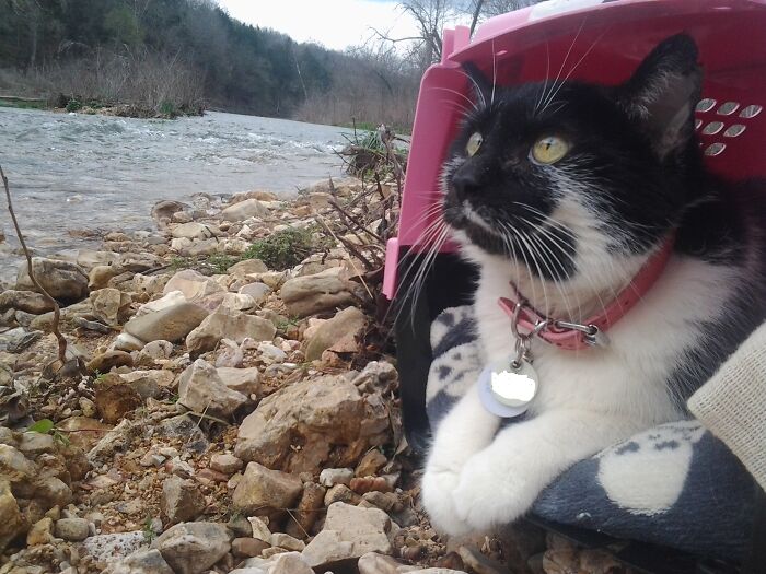 Hey Pandas, Show Us Your Pets Playing In The Water (Closed) Hey Pandas, Show Us Your Pets Playing In The Water (Closed)