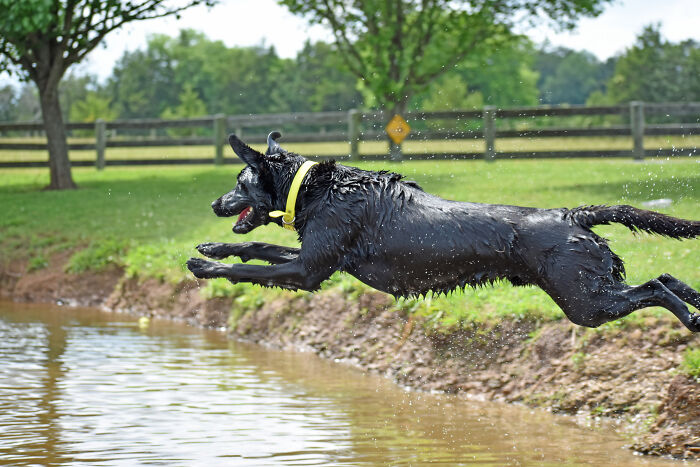Hey Pandas, Show Us Your Pets Playing In The Water (Closed) Hey Pandas, Show Us Your Pets Playing In The Water (Closed)