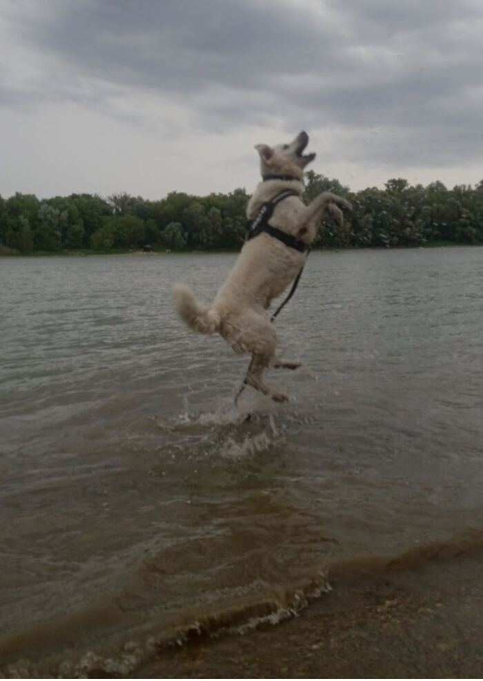 Hey Pandas, Show Us Your Pets Playing In The Water (Closed) Hey Pandas, Show Us Your Pets Playing In The Water (Closed)