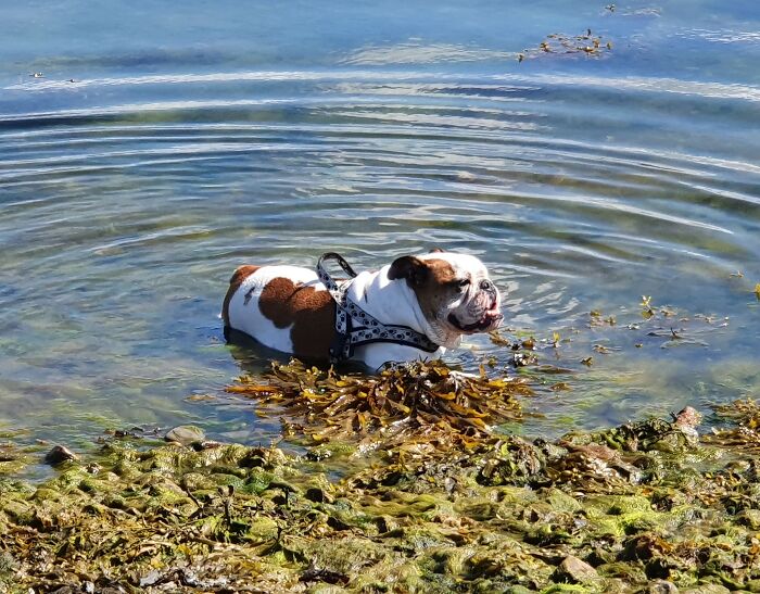 Hey Pandas, Show Us Your Pets Playing In The Water (Closed) Hey Pandas, Show Us Your Pets Playing In The Water (Closed)