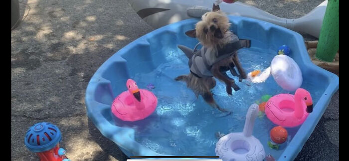 Hey Pandas, Show Us Your Pets Playing In The Water (Closed) Hey Pandas, Show Us Your Pets Playing In The Water (Closed)