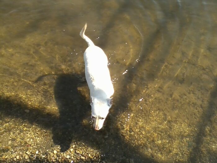 Hey Pandas, Show Us Your Pets Playing In The Water (Closed) Hey Pandas, Show Us Your Pets Playing In The Water (Closed)