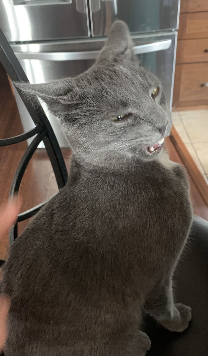 Hey Pandas, Share The Funniest Picture Of Your Pet (Closed)