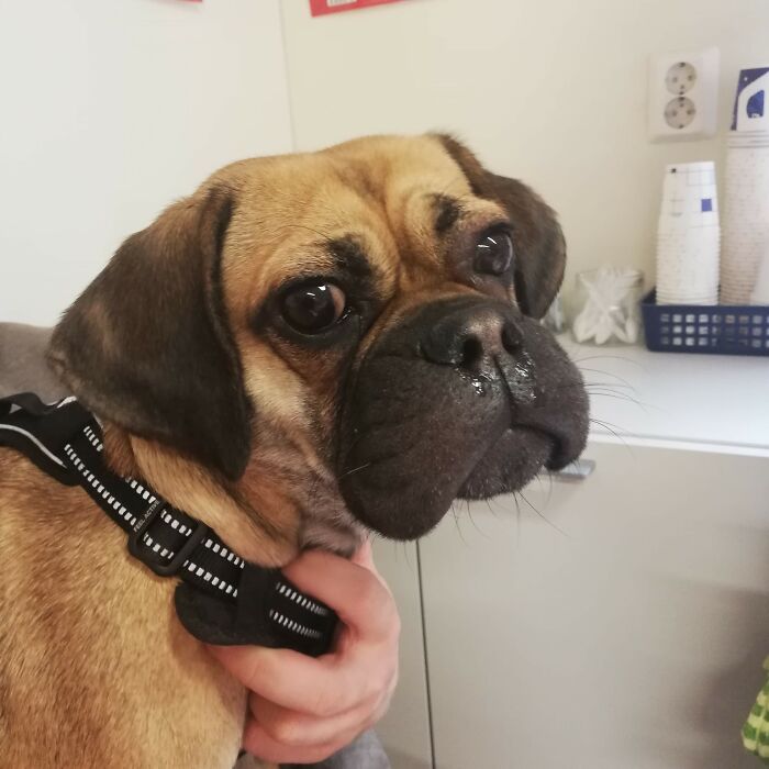 Hey Pandas, Share The Funniest Picture Of Your Pet (Closed)