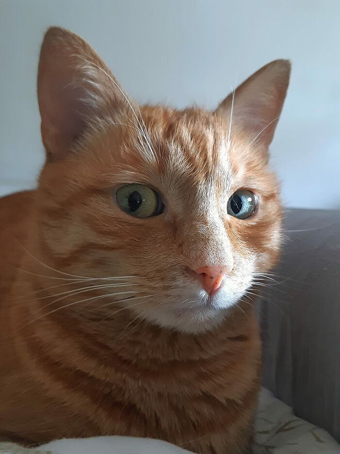 Hey Pandas, Share The Funniest Picture Of Your Pet (Closed)